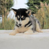 Cucciola di Siberian Husky femmina