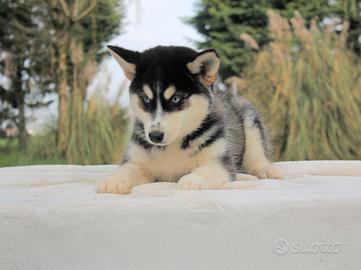 Cucciola di Siberian Husky femmina
