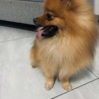 Accoppiamento/monta SPITZ DI POMERANIA