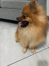 Accoppiamento/monta SPITZ DI POMERANIA