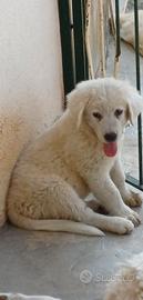 Maremmano Abruzzese
