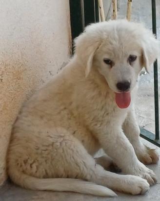 Maremmano Abruzzese