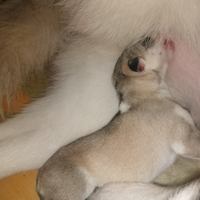 Husky siberiano