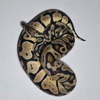Pastel het ghost