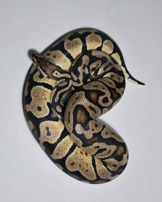 Pastel het ghost