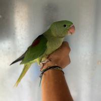 Baby pulli grande alessandrino imbecco pappagalli