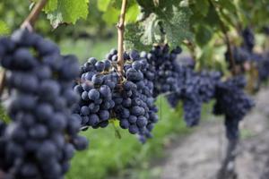 Terreno Agricolo - Dro