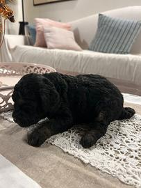 Cuccioli di barboncino toy e nano