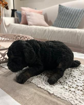 Cuccioli di barboncino toy e nano