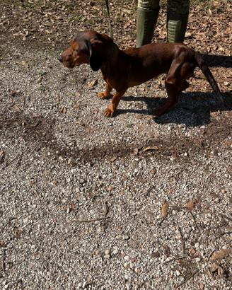 Dachsbracke femmina pronta caccia al cinghiale