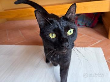 Micio nero di un anno