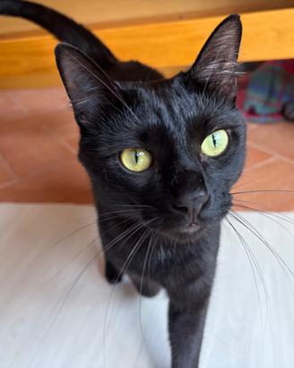 Micio nero di un anno