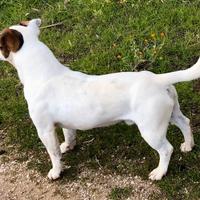 Monta jack russell