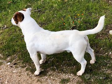 Monta jack russell