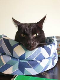 Adozione del Cuore: Dolce e affettuoso gattone
