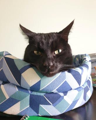 Adozione del Cuore: Dolce e affettuoso gattone