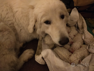 Cuccioli di Pastore Maremmano Abruzzese