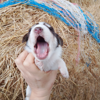 Cagnolini