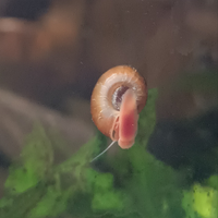 Lumache acqua dolce Planorbella