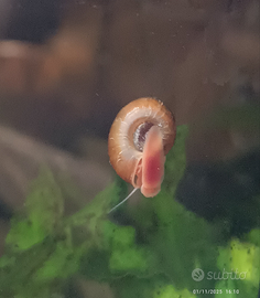 Lumache acqua dolce Planorbella