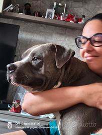 Cucciolone american pitbull