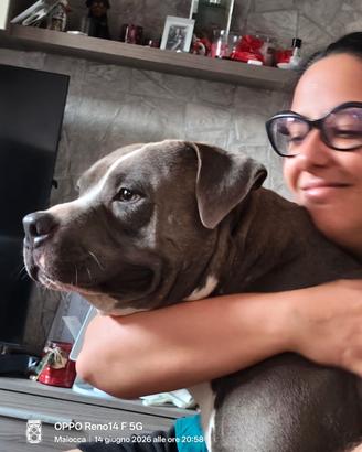 Cucciolone american pitbull