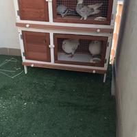 Una gabbia per colombi 4 porta con 2 piani