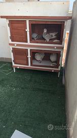 Una gabbia per colombi 4 porta con 2 piani