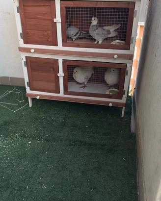 Una gabbia per colombi 4 porta con 2 piani