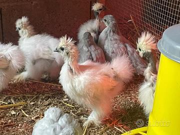 Moroseta bianca e araucana inglese lavanda