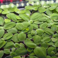 Piante d'acquario dolce.