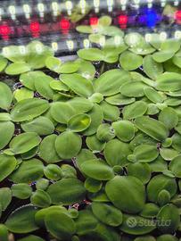 Piante d'acquario dolce.