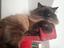 Immagine 4