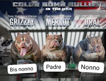 American bully per monta