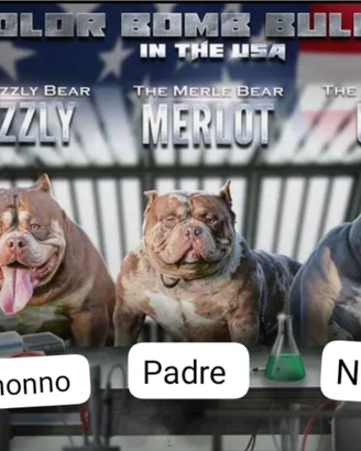 American bully per monta