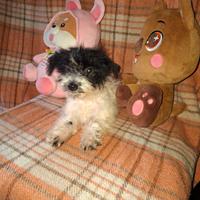 Maltipoo cucciole