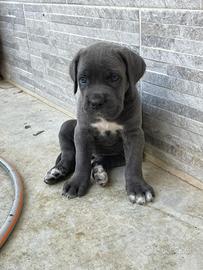 Cane corso