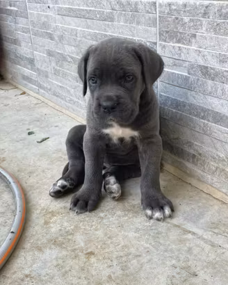 Cane corso
