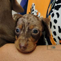 Cuccioli di bassotto con pedigree ENCI