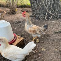 Pulcinotto galletto Legbar