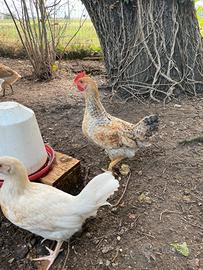 Pulcinotto galletto Legbar