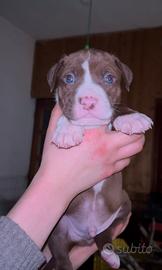 Cuccioli Pitbull