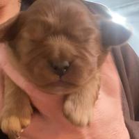 Cucciolo di cavalier king rubin con pedigree