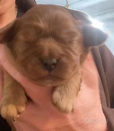 Cucciolo di cavalier king rubin con pedigree