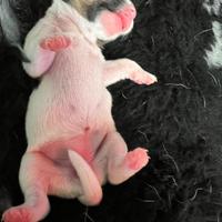 Cuccioli Jack Russell