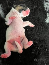 Cuccioli Jack Russell