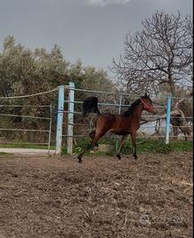 Purosangue arabo puledra