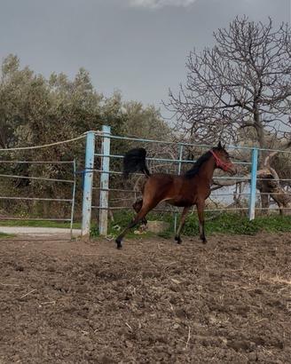 Purosangue arabo puledra