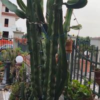 Euphorbia Ingens 