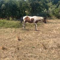 Puledra paint pezzata